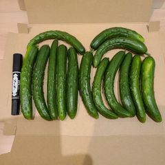 訳ありきゅうり♪宅急便コンパクト