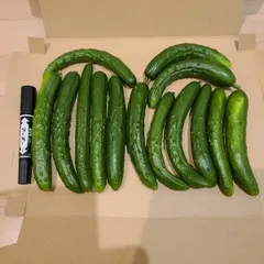 訳ありきゅうり♪宅急便コンパクト