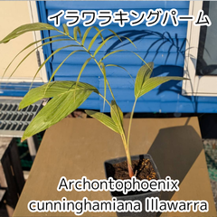 【鉢ごと発送】イラワラキングパーム　 Archontophoenix cunninghamiana 'Illawarra'🌴(ユスラヤシ) 2025.4.4Ac1