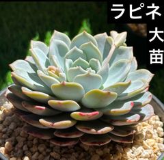 ゆきさん　韓国苗セット 2025年最新】韓国苗の人気アイテム - メルカリ