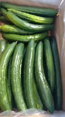割引クーポンで100円引き！5キロ弱！リピーター続出！デカきゅうり！　野菜ソムリエサミット銀賞受賞　農家直送　減農薬　有機肥料　ちょいデカきゅうり　訳あり　5kg