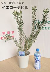 イエローデビル　リューカデンドロン　庭木　苗木　切り花　ガーデニング　ドライフラワー　切り花