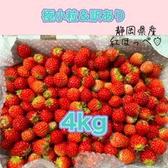 【4kg】極小粒＆訳あり 大容量 紅ほっぺ いちご 🍓 〜農家直送〜