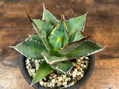 Agave/アガベ  チタノタ/小島 白刺 美株！ 発根済  送料込み