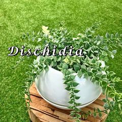《観葉植物》ディスキディア　ミリオンハート　底面給水鉢