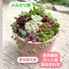 ☆多肉植物カット苗詰め合わせ☆自分でちま寄せ☆このまま飾れません☆セダムカット苗☆エケベリア小苗☆パープルヘイズ☆