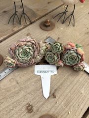 ビオレッタ ランダム エケベリア トロピカルガーデン 多肉植物