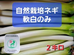 【今年もやります❗】自然栽培ネギ　根無し　2L～S　２キロ