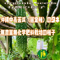 ゴーヤ・沖縄中長苦瓜の種子15粒　有機の種子
