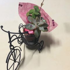 多肉植物のブーケ