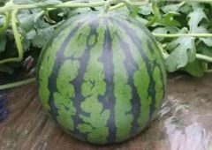 高知県産すいか大玉、即購入OK
