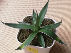 アガベ王妃笹の雪90サイズ抜き苗1株(鉢などは付きません)プランツタグつきS11