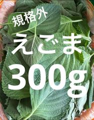 【えごま再開キャンペーン第1段！】規格外（ほぼA品）エゴマの葉　300g