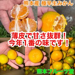 【抜群にうまい】即発送！熊本産 早生みかん【小玉優品約5k熊本フルーツ堂