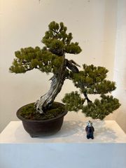 【盆栽】五葉松　大品　神　舎利
