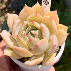 自家交配実生！★ローラ×（メキシカンジャイアント×ざわわ） 多肉植物（抜き苗・速達付）自家栽培 国産