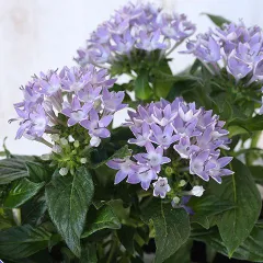 花苗 栄養系 ペンタス ソラ 3.5号 ブルー 夏の花 丈夫 暑さに強い 秋までよく咲くのサムネイル