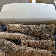 宮古島産自然栽培キャッサバ3キロ | Mercari