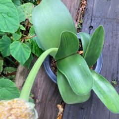 マユハケオモト