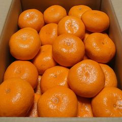 佐瀬みかん(晩生)2L 5kg