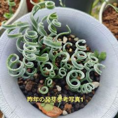 アルブカコンコルディアナ　カキ仔球根　Sサイズ３個セット＋おまけ種子２０粒