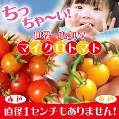 マイクロトマト苗 3号 第4種郵便で発送 - メルカリ