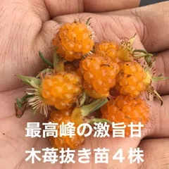 ⭐️⭐️紅葉苺抜き苗(大)4株⭐️⭐️ 3600円→2780円  最高峰の絶品極旨極甘な木苺 苗　もみじいちご　モミジイチゴ　木苺　キイチゴ　きいちご　木いちご　木イチゴ　ラズベリー　ワイルドベリー　木苺