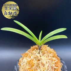 富貴蘭　白牡丹 富貴蘭 白牡丹 : 富貴蘭チャンネル