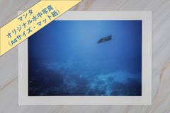 【マンタ】オリジナル水中写真プリント（マット紙・A4サイズ）【野生動物】