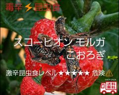 【毒辛 昆虫食】素揚げ　スコーピオンモルガコオロギ　5ｇ　究極の罰ゲーム