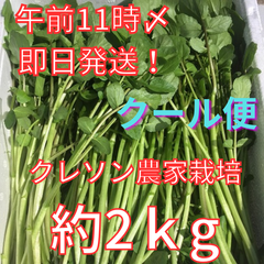 【クール便】【即日発送※土日祝休】農家が育てたクレソン約２ｋｇ【減農薬・減化学肥料栽培】