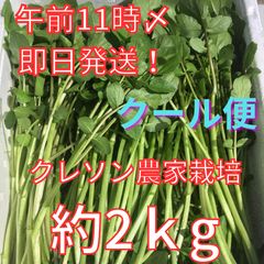 朝倉山椒の実 2kg クール便着払い - メルカリ