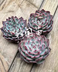 2025年最新】多肉植物 韓国苗 エケベリア ソウルの人気アイテム 2025年最新】多肉植物 韓国苗 エケベリア ソウルの人気アイテム
