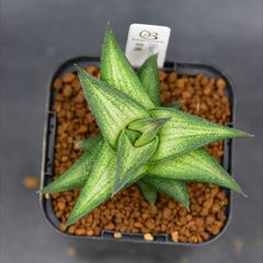 ごんた✴︎ メルカリ便発送‼︎　リップルエフェクト　鉢付き発送‼︎ 送料】メルカリ便 鉢植え発送用 - メルカリ