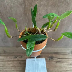 バルボフィラム アンブロシア ヤマハル 素焼鉢 スタンド付 Bulb.ambrosia Yamaharu 観葉植物 観葉 植物 珍しい レア 希少 着生ラン 着生 ラン 蘭 オーキッド テラッコタ インテリア 花 おうち時間 グリーン プレゼント おすすめ