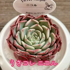 2024年最新】うさコレ多肉植物の人気アイテム - メルカリ