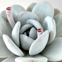 【多肉植物】エケベリア・ラウイ　実生　Echeveria laui
