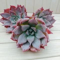 ㊼大きめ苗! 桜鬼❣️リンゼアナざわわ❣️赤鬼❣️紅染華❣️6苗メルカリ便送料込 ㊼大きめ苗! 桜鬼❣️リンゼアナざわわ❣️赤鬼❣️紅染華❣️6