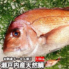 【神事用、刺し傷なし】天然鯛 真鯛 瀬戸内海産《1.5kg前後(縦:40-50cm前後 横:15cm)》鯛 尾頭付