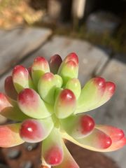 セダム♡木立ち乙女心⑰