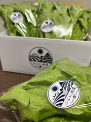 サラダがおすすめ　リーフレタス　クール便　60サイズ