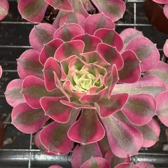 シ*ー様 D401　ピンクウィッチ　抜き苗　24株　多肉植物 エケベリア 韓国苗 2025年最新】ピンクウィッチ 多肉の人気アイテム - メルカリ