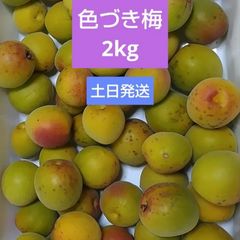 クール便‼️天然 木熟完熟梅 2kg 土日発送‼️ - メルカリ