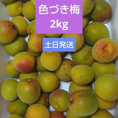 【匿名発送】山形県産幻の谷沢梅　木上完熟梅　2キロ　中熟〜完熟　完全無農薬　朝採 完熟梅 南高梅 無農薬 梅 2kg 送料無料 木成り 梅干し用 梅味噌