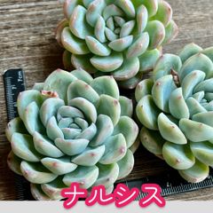 ☆多肉植物 プリティウーマン エケベリア 韓国苗☆ - メルカリ