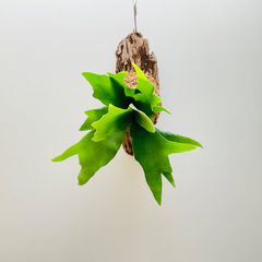 【358ARY】【第4種郵便発送】ビカクシダ（コウモリラン）アルシコルネの流木板付