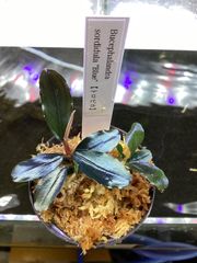 ブセファランドラ ソルディデュラ ブルー　A Bucephalandra sordidula blue
