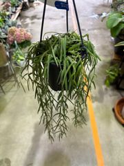 ホヤ・リネアリス　吊り鉢　稀少　ハンギング　オシャレ　丈夫　インテリア　グリーン　観葉植物