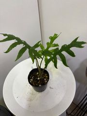 アロカシア・ブランキフォリア　3号ポット　エキゾチック　ゼブラ模様　オシャレ　観葉植物　インテリア　グリーン
