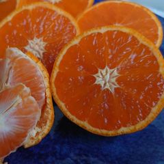 訳あり伊木力小みかん 🍊カラマンダリン濃厚甘酸っぱくて美味しい♪